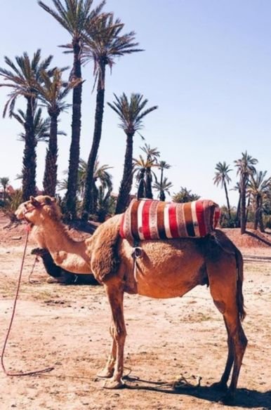 Cambiarás de vehiculo a camello para atravesar las dunas durante el tour de 2 dias desde Fez